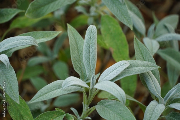 Fototapeta Sage field with many sage plant with silvered hairy leaves
