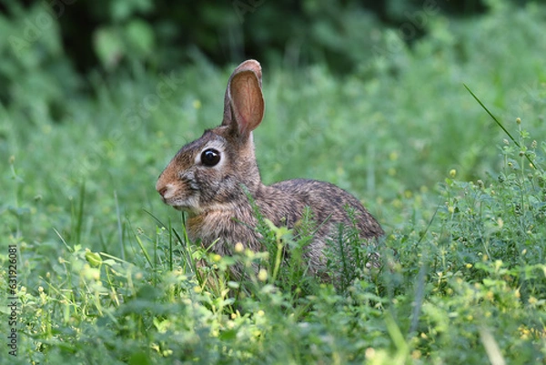 Obraz Eastern cottontail resting in the grass