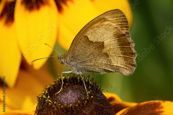 Fototapeta butterfly on leaf