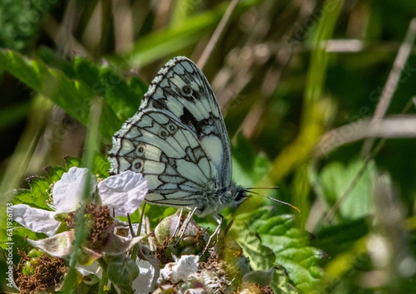Obraz Marbled white side view 