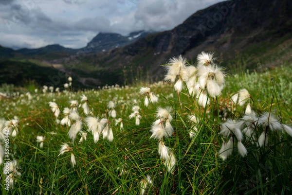 Fototapeta Sunset light shining on common cottongrass (Eriophorum angustifolium, Duskmyrull, duskull) on the slopes of Okstindan mountainrange on way to Rabothytta, Hemnes, Helgeland, Nordnorge. Mountain flower