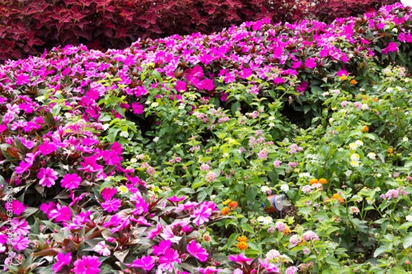 Fototapeta Nature background