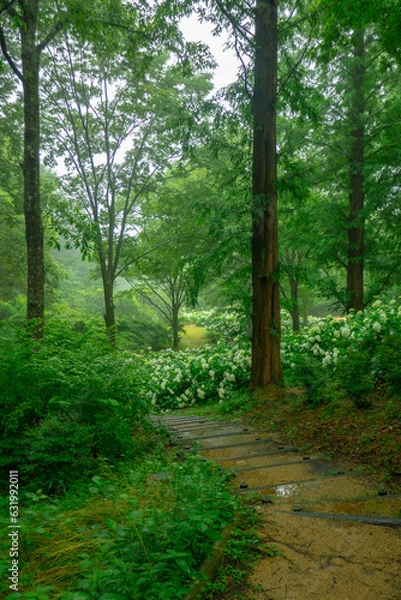 Fototapeta 霧に包まれた幻想的な紫陽花