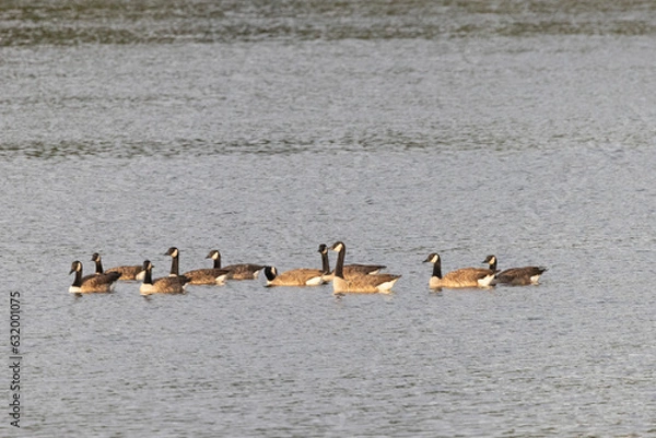 Fototapeta Kanadagans (Branta canadensis)