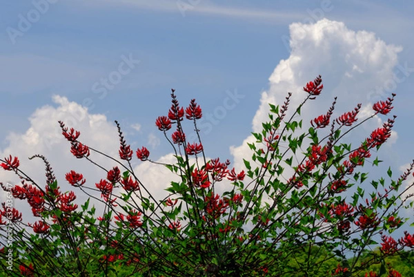 Obraz サンゴシトウ