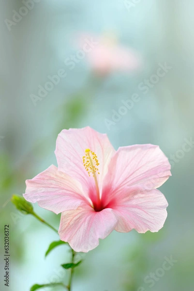 Obraz ハイビスカス