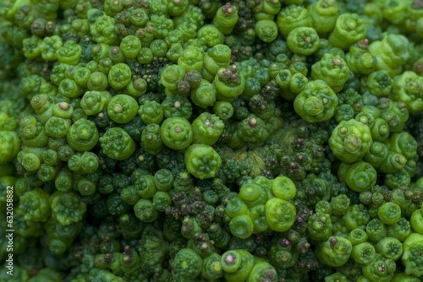 Obraz Cactus in the pot. Close up cactus pattern background.