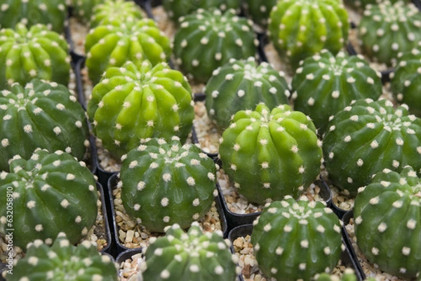Obraz Cactus in the pot. Close up cactus pattern background.