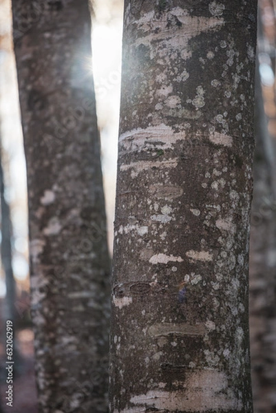 Fototapeta Beech tree trunk