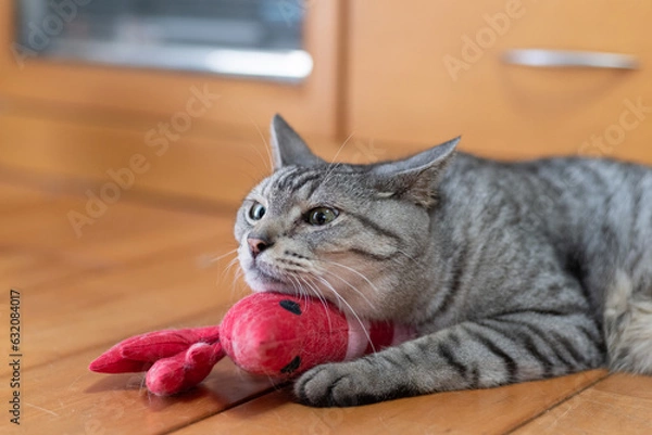 Fototapeta ぬいぐるみが好きな猫　サバトラ猫