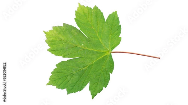 Fototapeta Green maple leaf | Sycamore maple (Acer pseudoplatanus)
