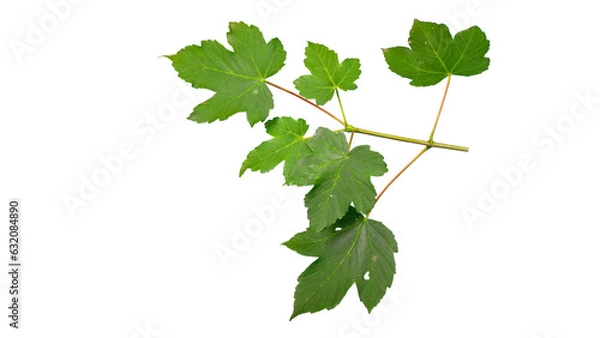 Fototapeta Sycamore maple (Acer pseudoplatanus) branch with green leaves