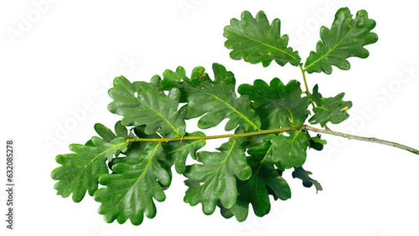 Fototapeta Branch of oak tree with fresh green leaves top view | isolated foreground | transparent png foiliage