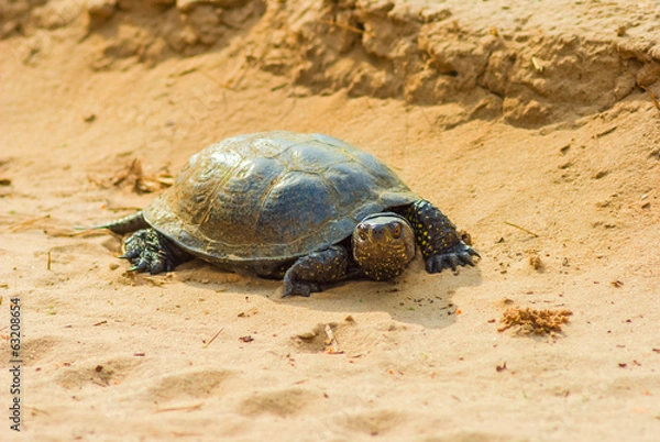 Fototapeta turtle on a sand