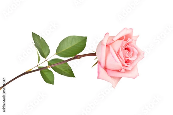 Obraz Pink rose