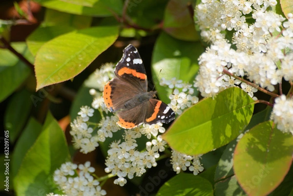 Fototapeta La farfalla
