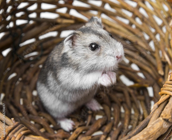 Obraz hamster in a basket
