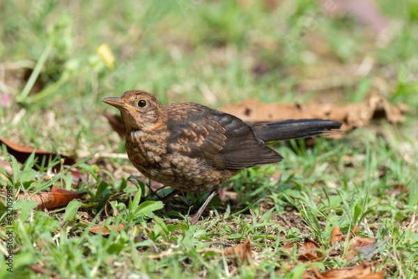 Obraz Merle noir,.Turdus merula, Common Blackbird