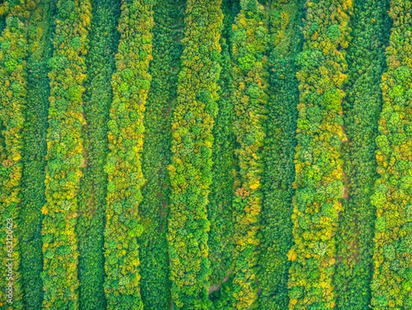 Fototapeta Aerial view of tree rows field in forest landscape. Ecological concept.
