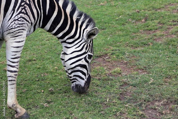 Obraz Zebra