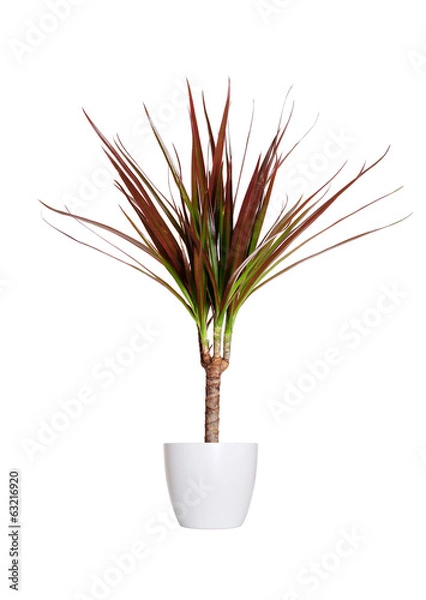 Obraz Houseplant - dracaena marginata a potted plant isolated over whi