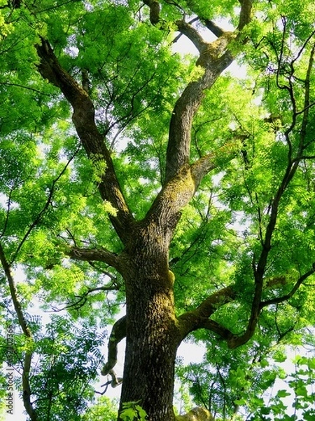 Obraz A beautiful tall ash tree