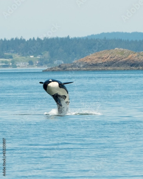 Obraz Killer Whale Leaps from the Ocean