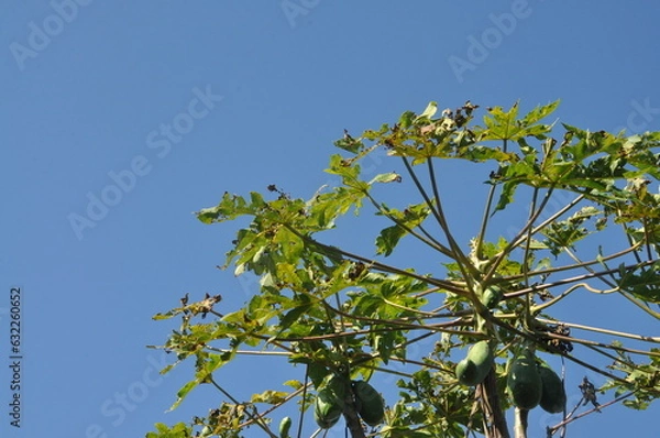 Obraz arvore de mamão 