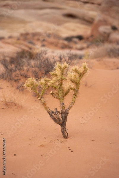 Obraz Plant in Desert