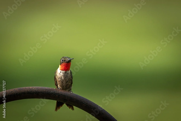 Fototapeta Ruby-Throated Hummingbird perched