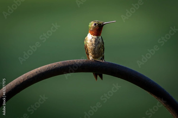 Fototapeta Hummingbird perched