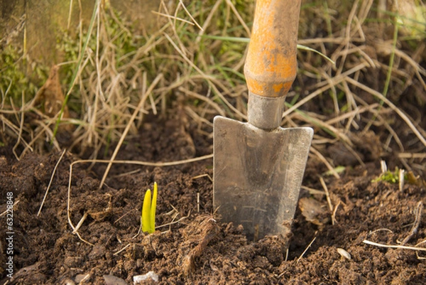 Obraz Garden shovel in a spring bed