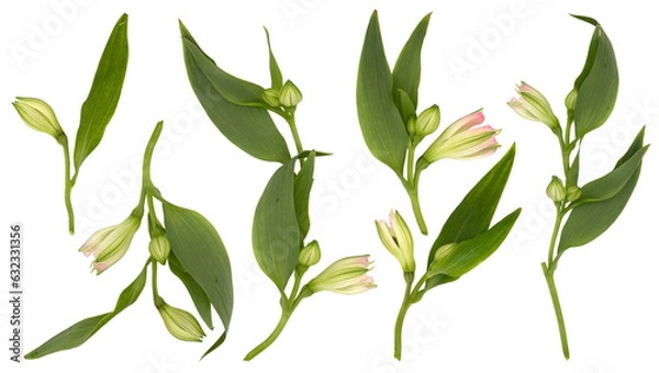 Obraz Set with beautiful branches, leaves and flower buds on white background