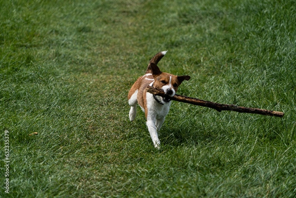 Fototapeta A Parson Russell Terrier playing fetch with a stick by the river Eamont near Penrith Cumbria.