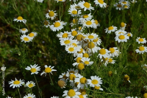 Obraz Chamomile, Chamaemeium nobile,