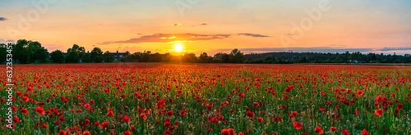 Fototapeta Red poppy flowers field at sunset 