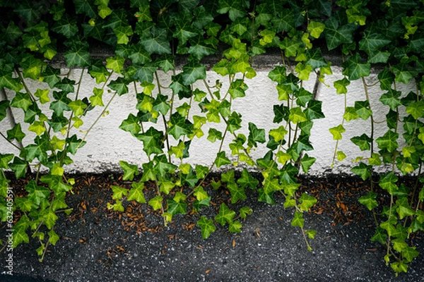 Fototapeta 観葉植物