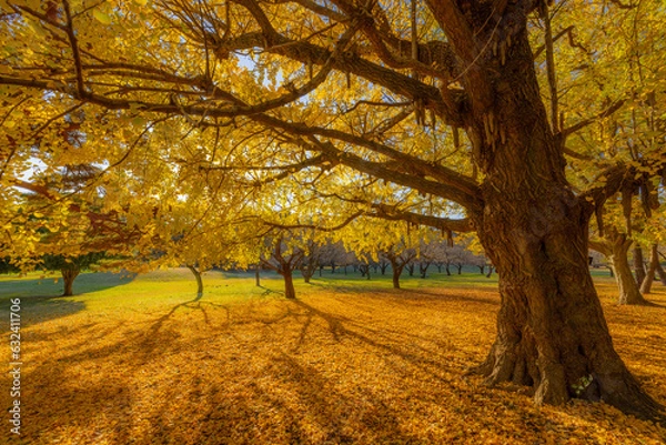 Obraz 影が伸びる銀杏