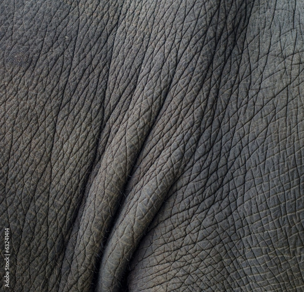Obraz Skin texture of elephant.