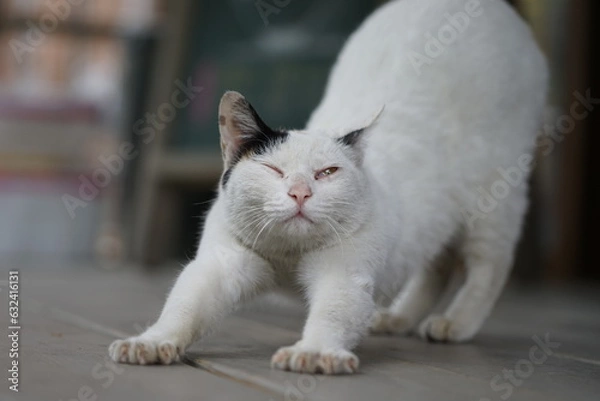 Fototapeta 고양이