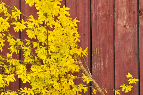 Obraz Forsythia in full bloom