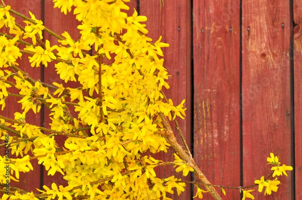 Obraz Forsythia in full bloom