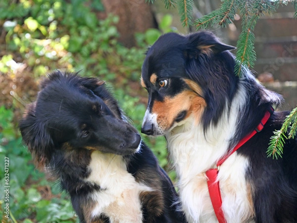 Fototapeta two dogs talking together calming signals