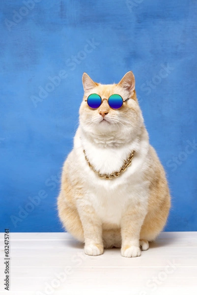Fototapeta Fat cat in sunglasses and a gold chain around his neck looking up