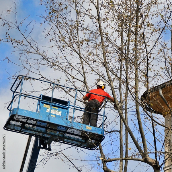 Obraz worker assigned to the pruning