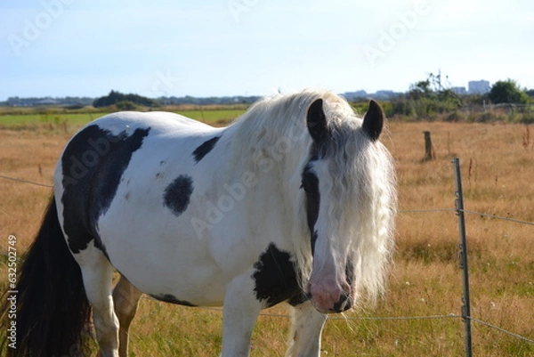 Fototapeta Pferd, Tinker