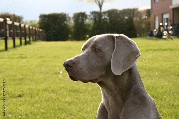 Fototapeta Weimaraner