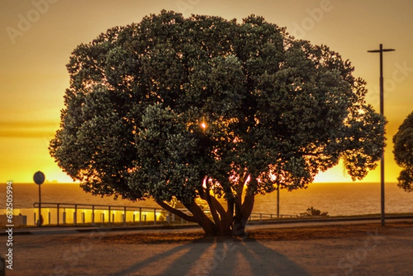 Obraz Sombra ao final da tarde