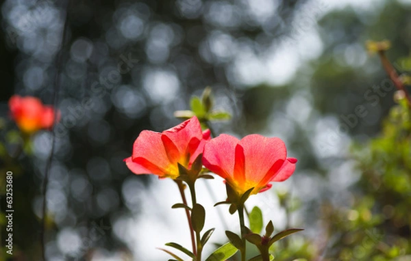 Obraz Pink flowers and blur background