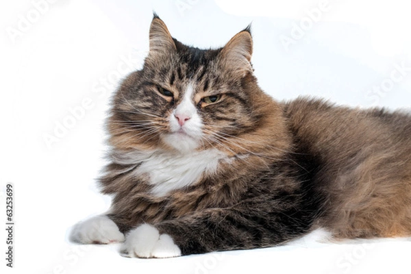 Obraz Serious siberian cat isolated on white background
